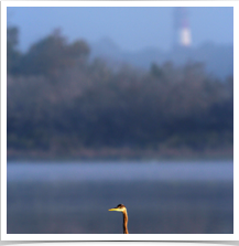 Great Blue Heron - Lighthouse Great Blue Heron - Lighthouse